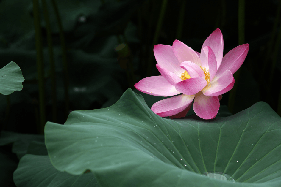 開いた蓮の花。大きな葉の上に水滴がある。